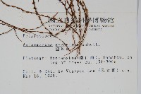 連珠蕨藏品圖，第2張