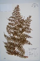 魚鱗蕨藏品圖，第1張