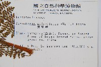 魚鱗蕨藏品圖，第2張