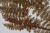 魚鱗蕨藏品圖，第3張