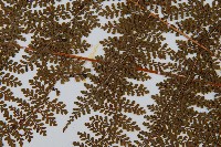 魚鱗蕨藏品圖，第4張