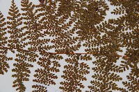 魚鱗蕨藏品圖，第5張