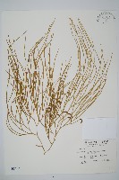 木賊葉石松藏品圖，第1張