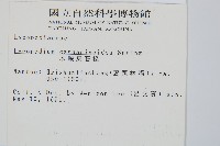 木賊葉石松藏品圖，第2張