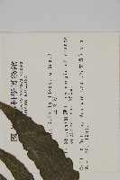 三叉蕨藏品圖，第2張