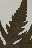 三叉蕨藏品圖，第3張