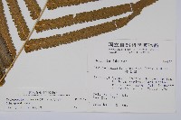 大葉毛蕨藏品圖，第2張