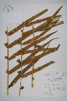 大葉毛蕨藏品圖，第3張