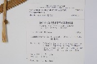 大葉毛蕨藏品圖，第4張