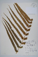大葉毛蕨藏品圖，第5張