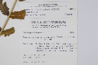 大葉毛蕨藏品圖，第6張