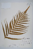 大葉毛蕨藏品圖，第7張