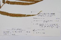 大葉毛蕨藏品圖，第8張