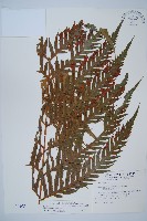 臺灣狗脊蕨藏品圖，第1張