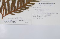 臺灣狗脊蕨藏品圖，第2張