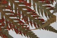 臺灣狗脊蕨藏品圖，第3張