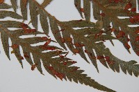 臺灣狗脊蕨藏品圖，第4張