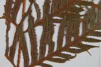 臺灣狗脊蕨藏品圖，第5張