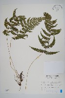 密腺副金星蕨藏品圖，第1張