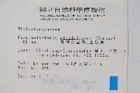 密腺副金星蕨藏品圖，第2張