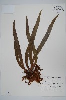 蘭嶼車前蕨藏品圖，第1張