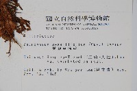 蘭嶼車前蕨藏品圖，第2張