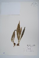 臺灣車前蕨藏品圖，第1張