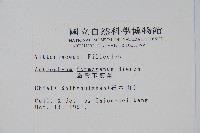 臺灣車前蕨藏品圖，第2張