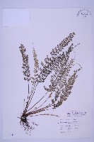 長生鐵角蕨藏品圖，第1張