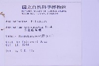 長生鐵角蕨藏品圖，第2張