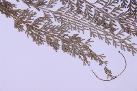 長生鐵角蕨藏品圖，第3張