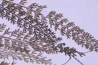 長生鐵角蕨藏品圖，第4張