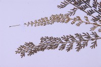 長生鐵角蕨藏品圖，第5張