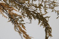 威氏鐵角蕨藏品圖，第3張