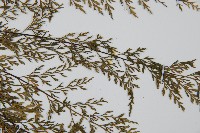 威氏鐵角蕨藏品圖，第4張