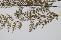 威氏鐵角蕨藏品圖，第5張