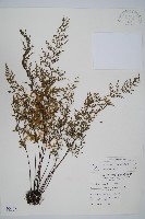 威氏鐵角蕨藏品圖，第1張