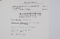 威氏鐵角蕨藏品圖，第2張