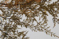 威氏鐵角蕨藏品圖，第4張