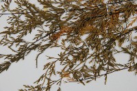 威氏鐵角蕨藏品圖，第5張