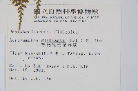 彎柄假複葉耳蕨藏品圖，第2張