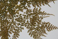 彎柄假複葉耳蕨藏品圖，第3張