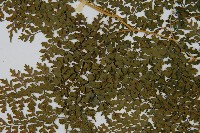 彎柄假複葉耳蕨藏品圖，第4張