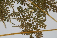 彎柄假複葉耳蕨藏品圖，第5張