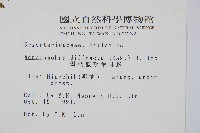 彎柄假複葉耳蕨藏品圖，第2張