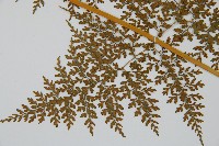 彎柄假複葉耳蕨藏品圖，第3張