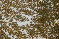 彎柄假複葉耳蕨藏品圖，第5張