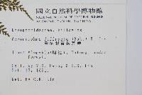 彎柄假複葉耳蕨藏品圖，第2張