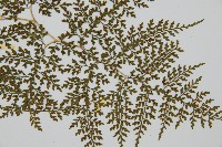 彎柄假複葉耳蕨藏品圖，第3張