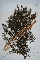 魚鱗蕨藏品圖，第1張